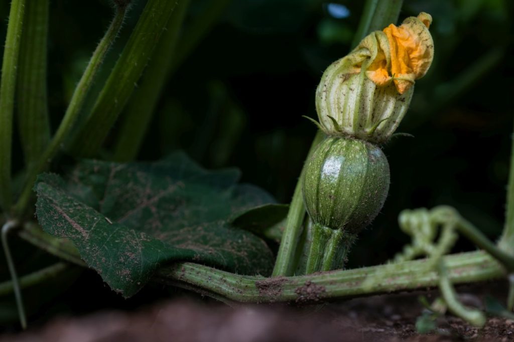 Grüner Ölkürbisansatz mit gelber Blüte am Stängel der Kürbispflanze.