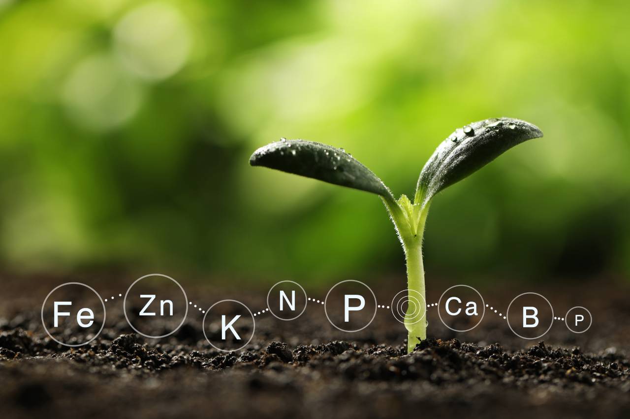 Junge Kürbiskpflanze in der Erde mit grünem Hintergrund und den chemischen Zeichen FE, Zn, K, N, P, Ca, B